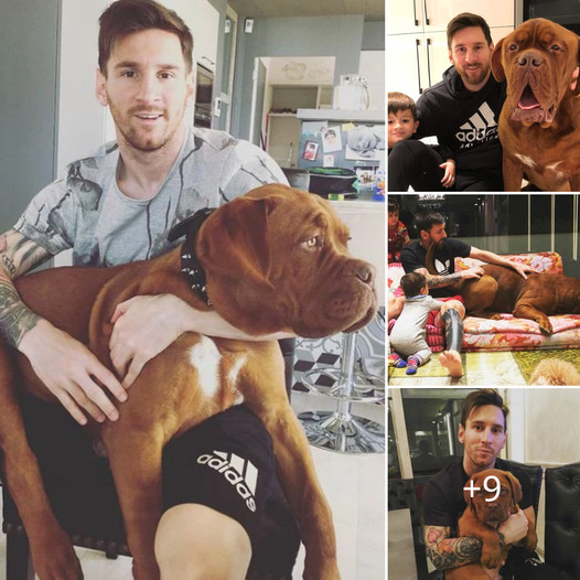 Messi’s Mighty Hulk Turns 5: Celebrating the Soccer Star’s Beloved Canine Companion