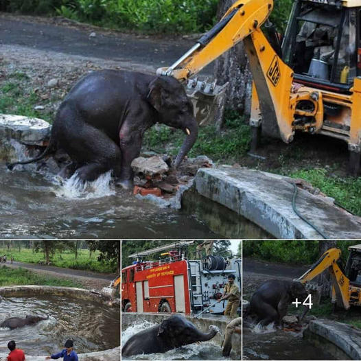 Heartwarming Rescue: Baby Elephant Saved from Military Water Tank in West Bengal